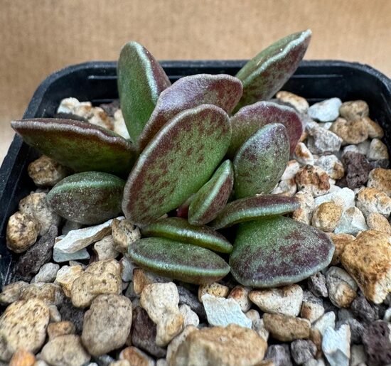  Sukulents Adromischus Nr. 15