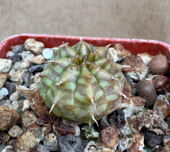 Euphorbia Melanntha