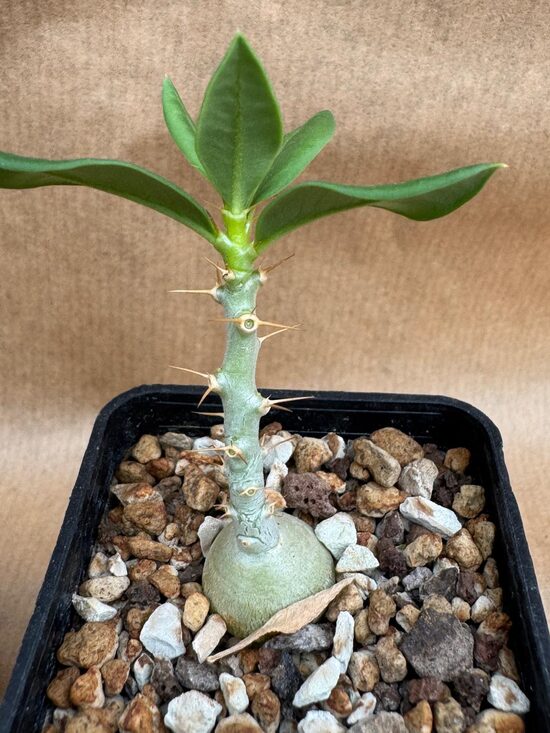 Pachypodium Bispinosum