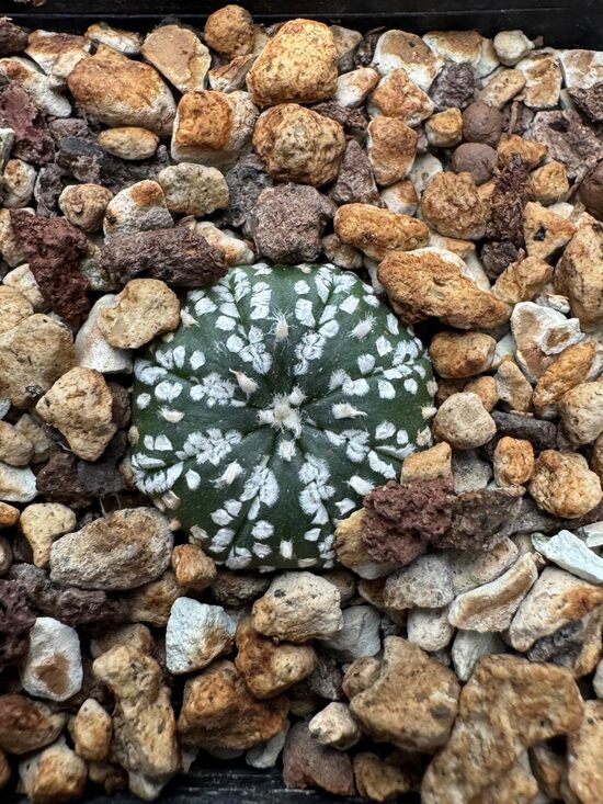 ASTROPHYTUM hybrid Nr.9