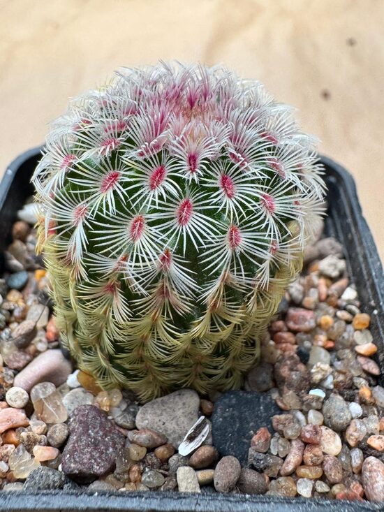 Echinocereus Pectinatus 