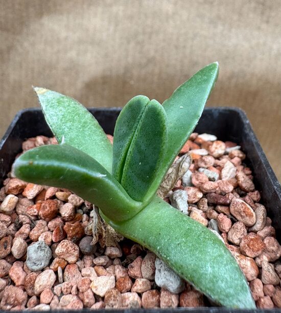 Sukulents Aloinopsis