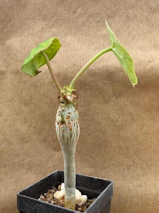 Jatropha Podagrica
