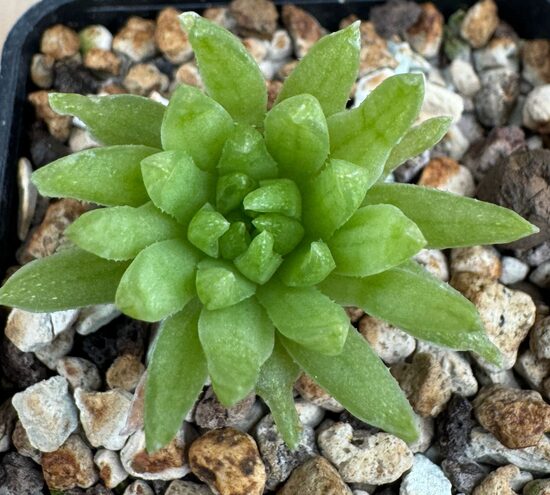 Haworthia Cymniformis hybrid