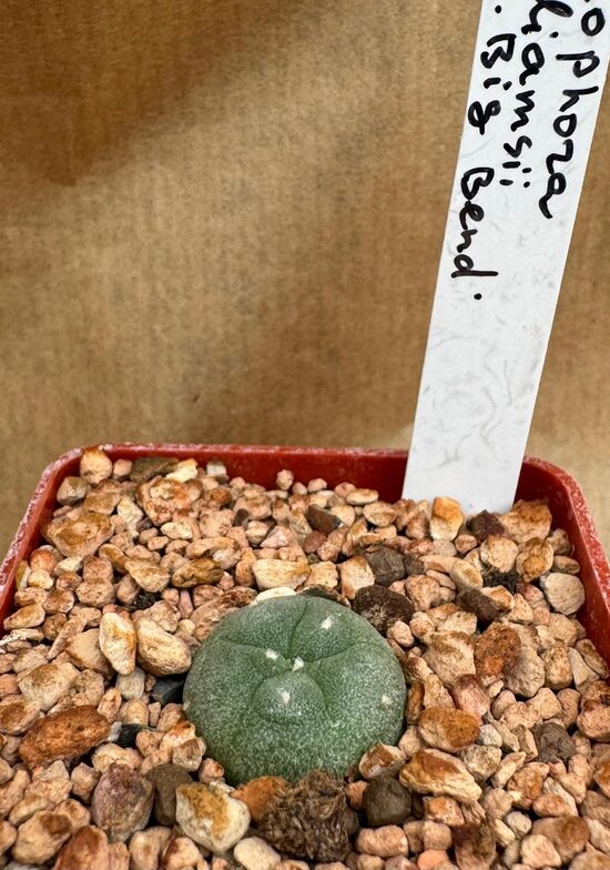 Lophophora Williamsii "Big Bend"