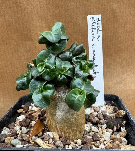 Adenium Mini hibrīds "Medusa"