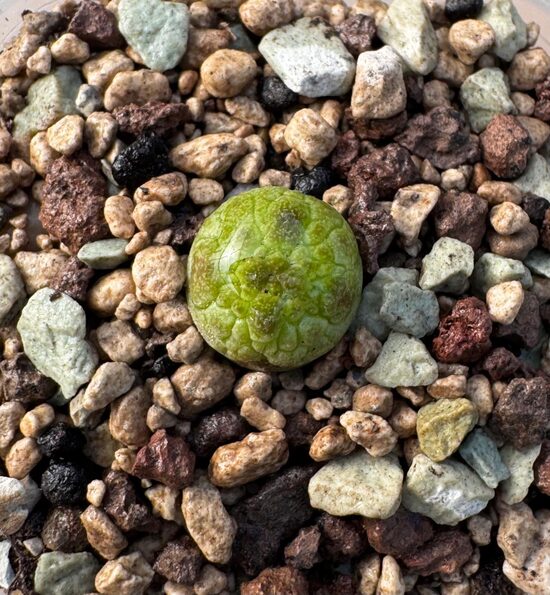 Pseudolithos Cubiformis seedling