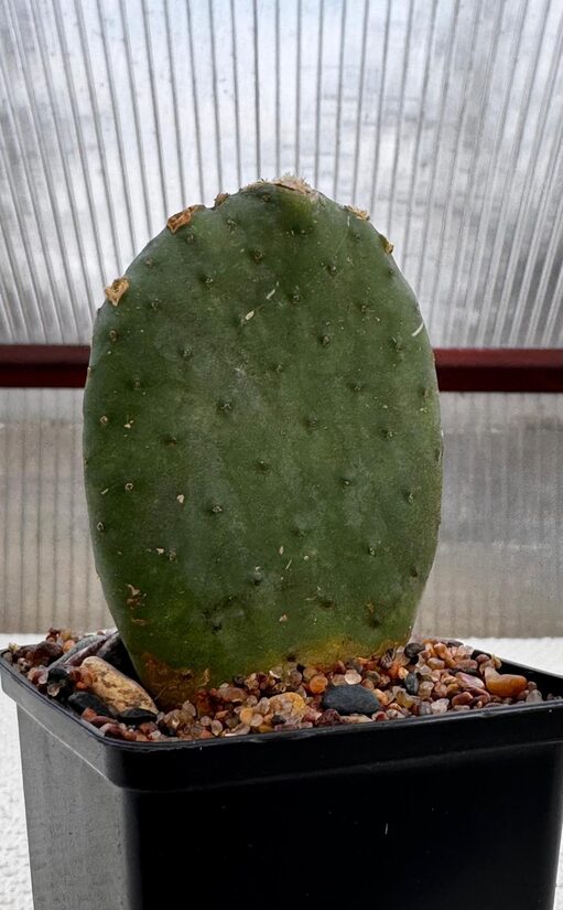 Opuntia sp. kaktuss