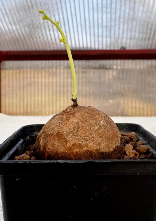 Stephania Erecta caudex sukulents 5cm diametrā