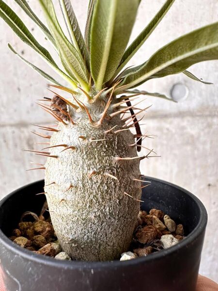 Pachypodium Gracilius augs (plant)