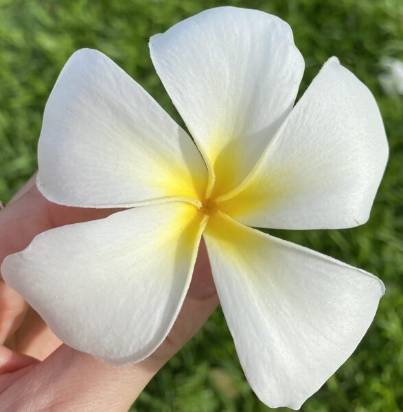 PLUMERIA RUBRA Balti ziedi 20 SĒKLAS/SEEDS