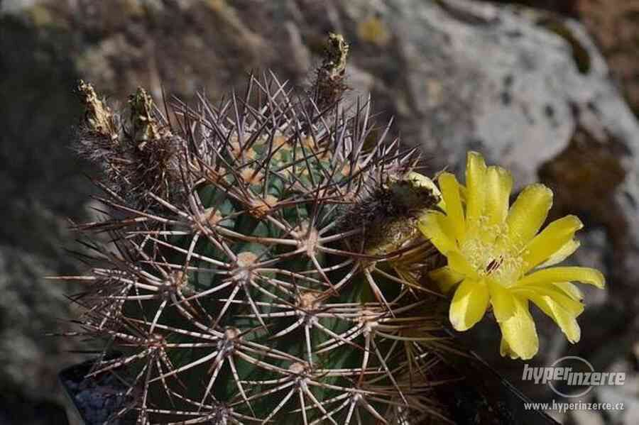 ACANTHOCALYCIUM Brevispinum 15-20 SĒKLAS (SEEDS)