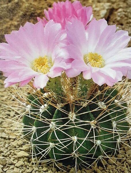 ACANTHOCALYCIUM Spiniflorum 15-2O SĒKLAS (SEEDS)