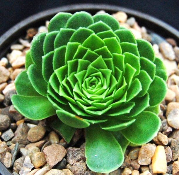 AEONIUM Aizoon 100 sēklas (seeds)