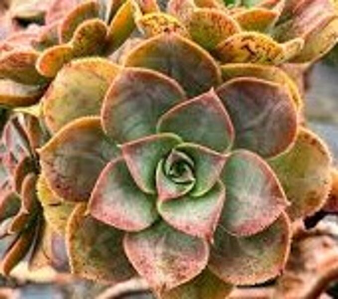 AEONIUM Calderense 100 sēklas (seeds)