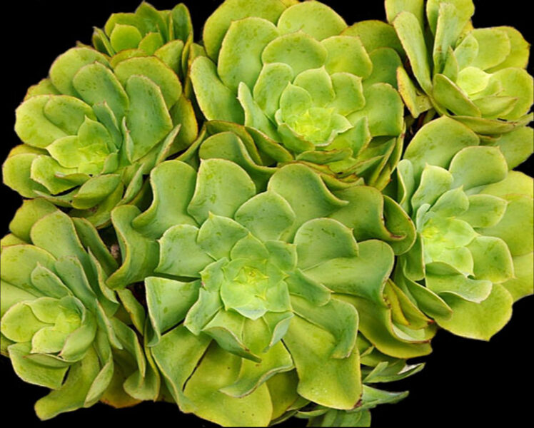 AEONIUM Cuneatum 100 sēklas (seeds)