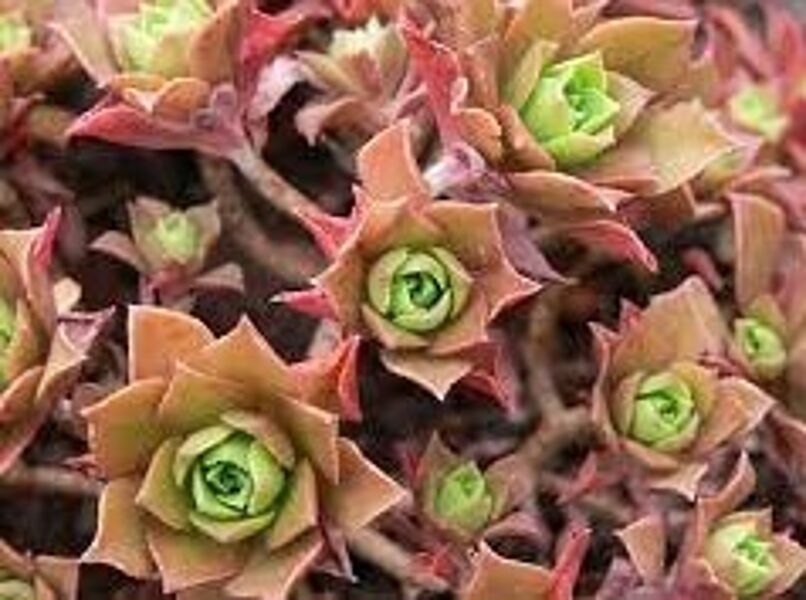 AEONIUM Decorum 100 sēklas (seeds)