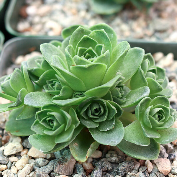 AEONIUM Dodrentalis 100 sēklas (seeds)