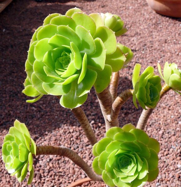 AEONIUM Holochrysum 100 sēklas (seeds)