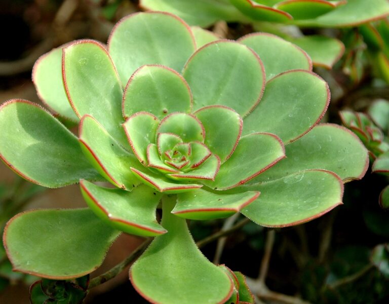 AEONIUM ciliatum 100 sēklas (seeds)