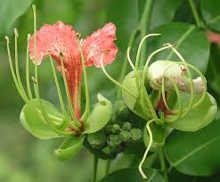 AFZELIA Quanzensis Sarkani ziedi 10 sēklas/seeds