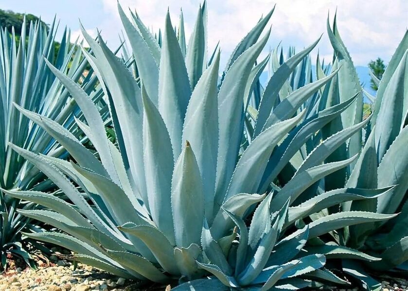 AGAVE Americana 10 sēklas (seeds)