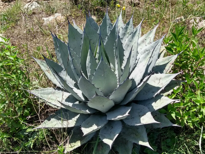 AGAVE Applanata 10 sēklas (seeds)