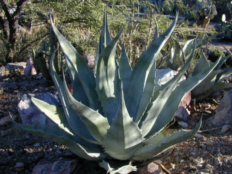 AGAVE Asperrima 10 sēklas (seeds)