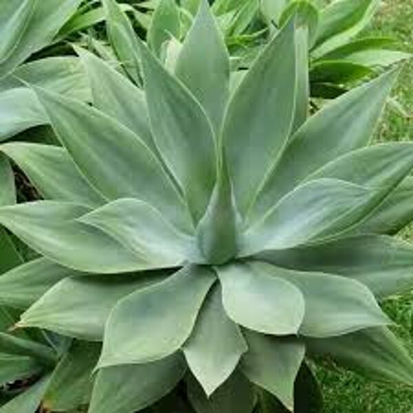 AGAVE Attenuata 10 sēklas