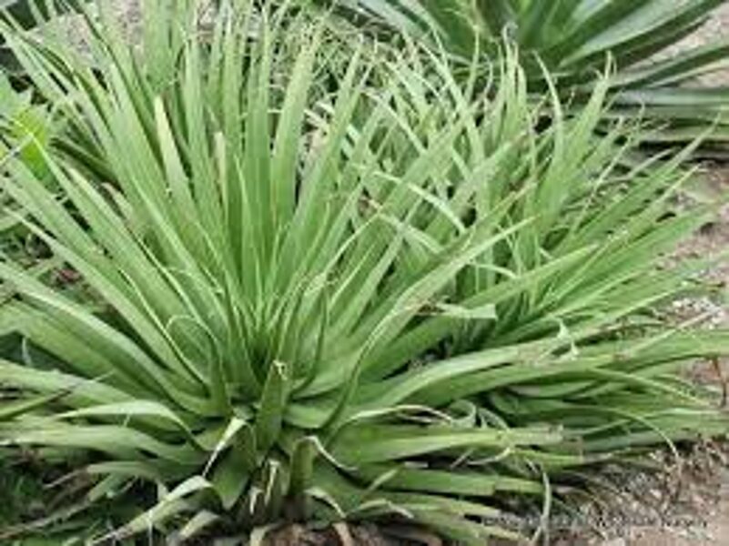 AGAVE Bracteosa 10 sēklas (seeds)