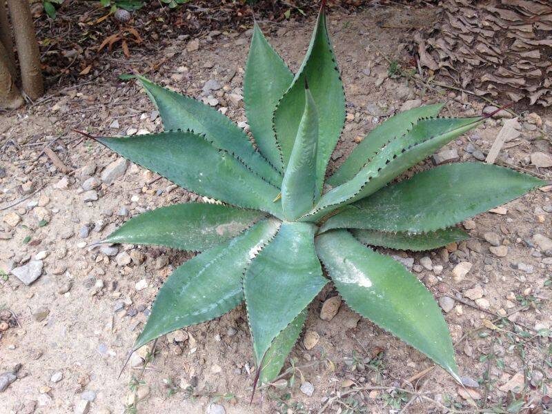 AGAVE Cernua 10 sēklas (seeds)