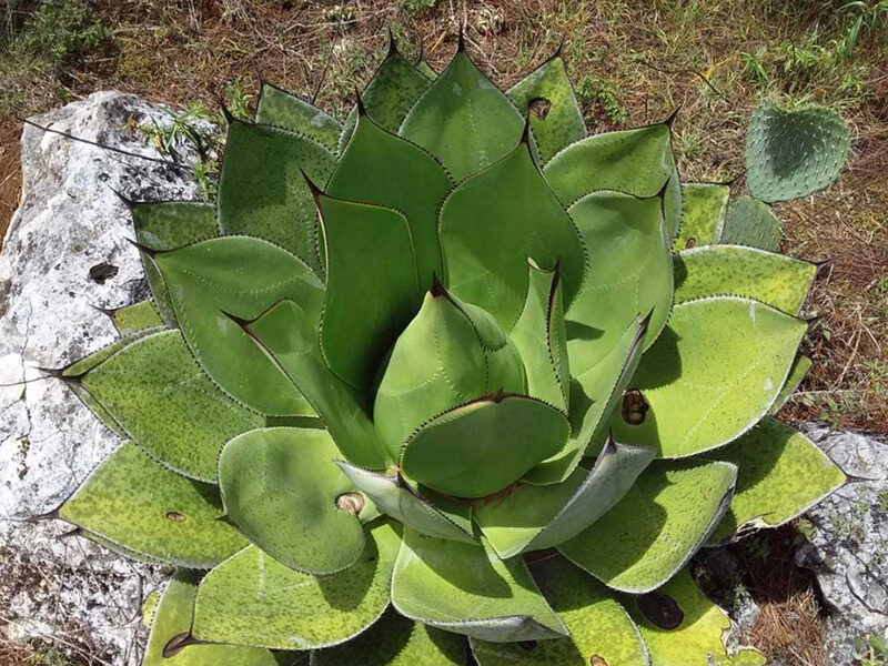 AGAVE Chiapensis 10 sēklas (seeds)