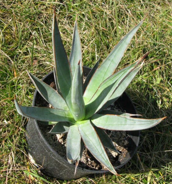 AGAVE Chrysophylla 10 sēklas (seeds)