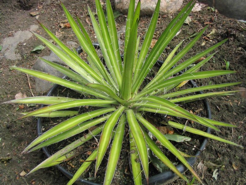 AGAVE Colimana 10 sēklas (seeds)