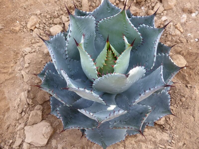 AGAVE Colimana x Guadalajarana 10 sēklas (seeds)