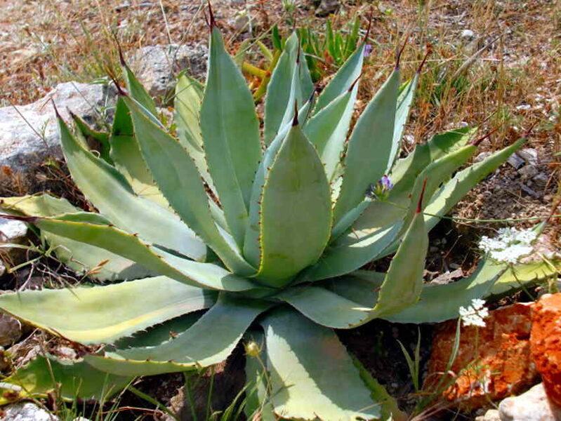 AGAVE Congesta 10 sēklas (seeds)