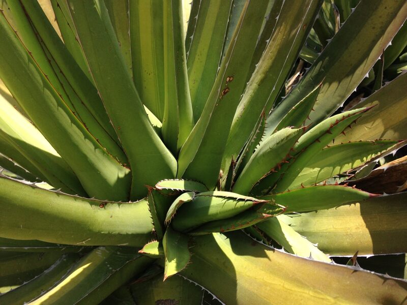 AGAVE Convallis 10 sēklas (seeds)