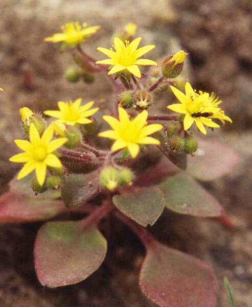 AICHRYSON Punctatum 100 sēklas (seeds)