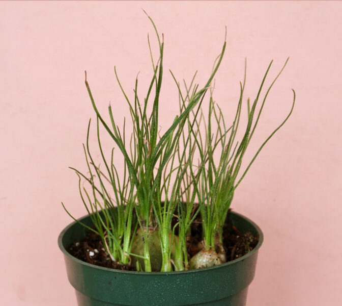 ALBUCA Altissima 10 sēklas (seeds)