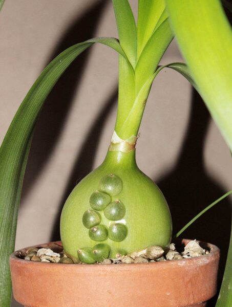 ALBUCA Bracteata 10 sēklas (seeds)