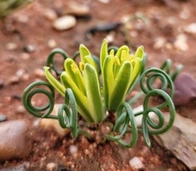 ALBUCA Consanguinea 10 sēklas (seeds)