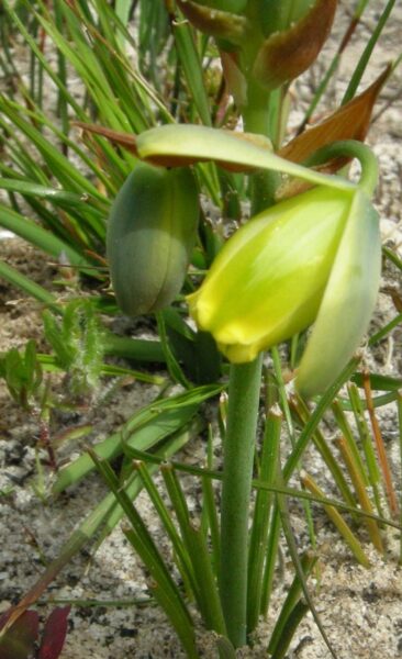 ALBUCA Cooperi 10 sēklas (seeds)