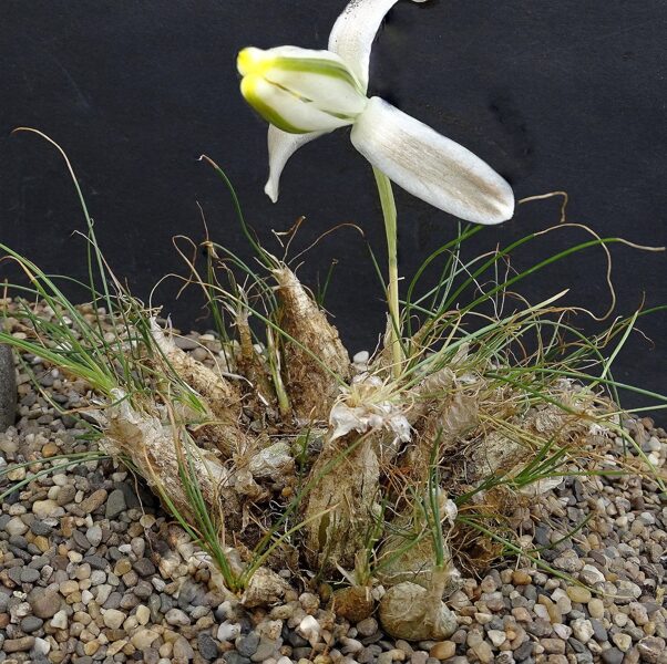 ALBUCA Juncifolia 10 sēklas (seeds)