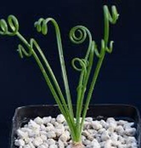 ALBUCA Namaquensis 10 sēklas (seeds)