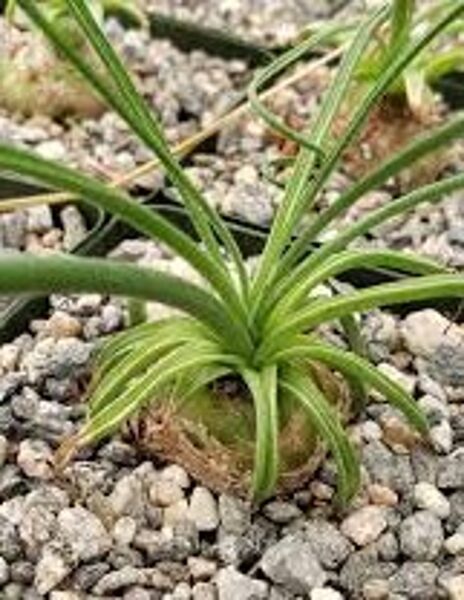 ALBUCA Namaquensis fa. Hirsuta 10 sēklas (seeds)