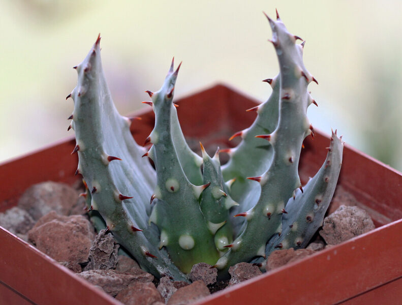 ALOE Aculeata v. Crousiana 10 sēklas (seeds)