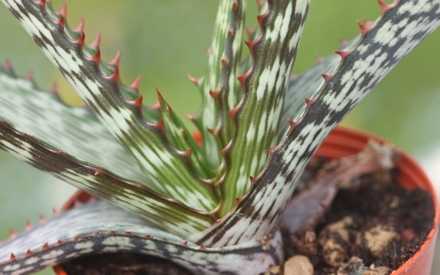 ALOE Branddraaiensis 10 sēklas (seeds)