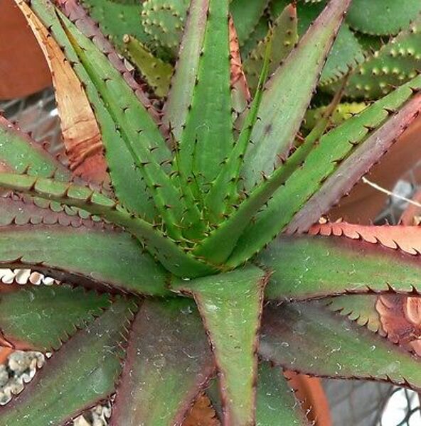 ALOE Broomii 10 sēklas (seeds)