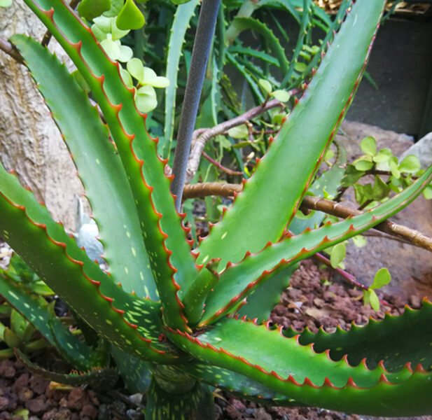 ALOE Camperi 10 sēklas (seeds)