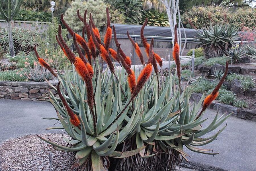 ALOE Castanea 10 sēklas (seeds)